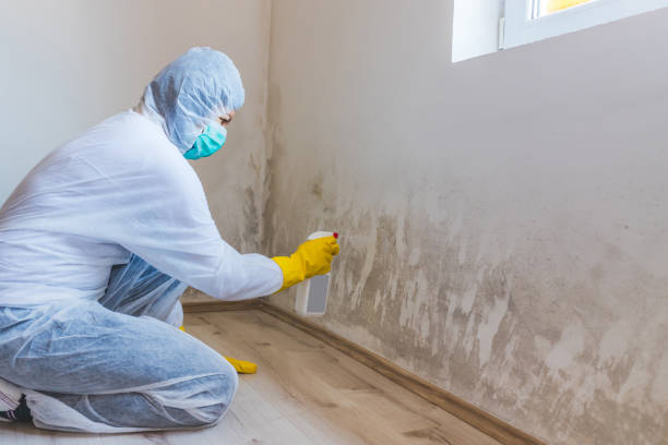 Licensed Basement Mold Remediation service in Mercer Island, WA - WQB Mold Removal