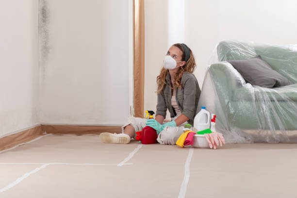 Reliable Basement Mold Remediation contractor in Mercer Island, WA by WQB Mold Removal